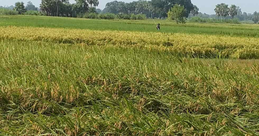 Importance of farmers essay image