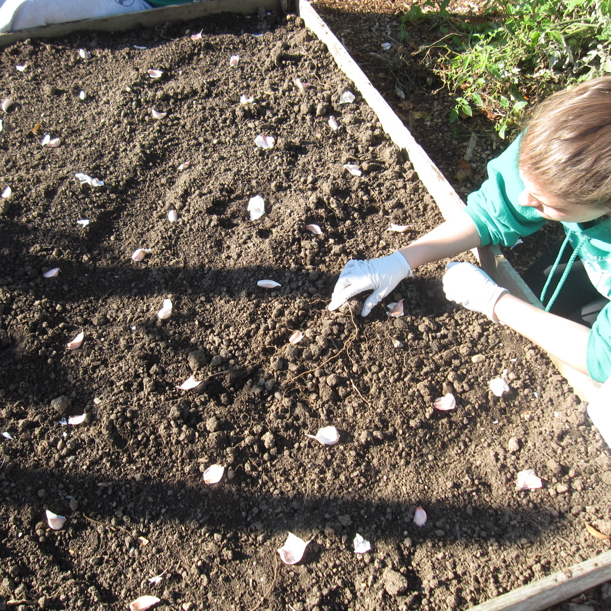 An Austin Homestead Planting Garlic in Oregon