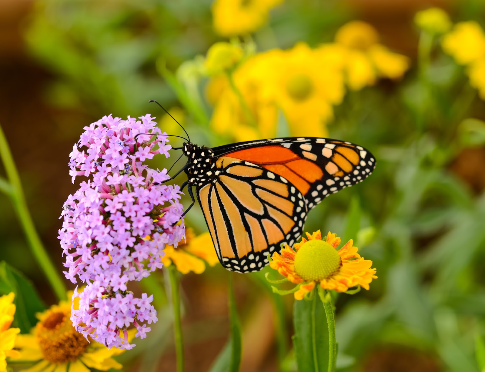 Monarch Butterfly North America’s Migrating Insect