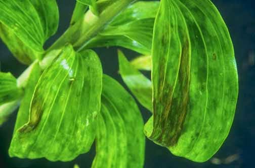 Basic Care: Lily Flower : Pests and Diseases