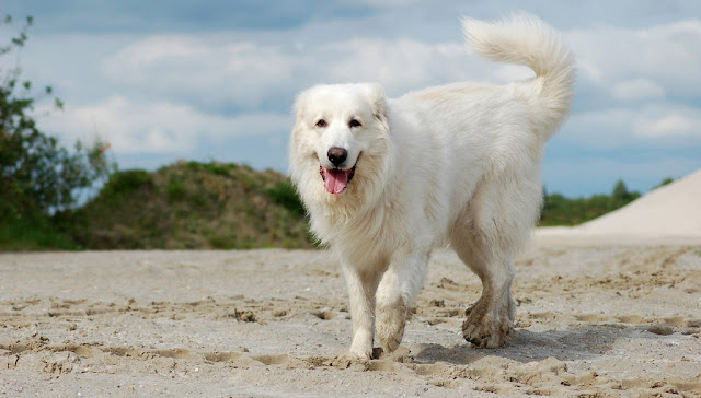 polar bear dog breed