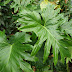 Philodendron bipinnatifidum oder fälschlich Philodendron selloum