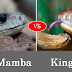 Animal Fight Video- King Cobra vs Black Mamba Facts