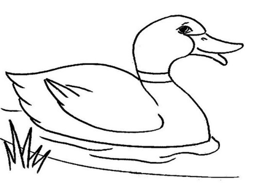 Gambar Hewan Berkaki 2 Terbaru Untuk Anak