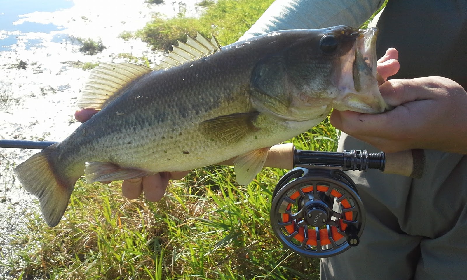 The Show Me Fly Guy: Why don't more people fly fish for bass?