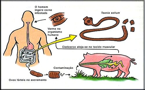 Por Que horas as pastilhas de vermes começam a trabalhar