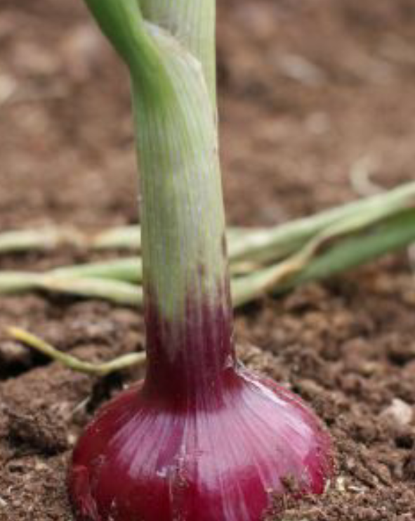 how to onion Soils and climate how to onion Planting systems