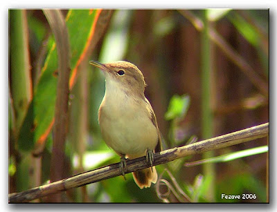 Acrocephalus scirpaceus