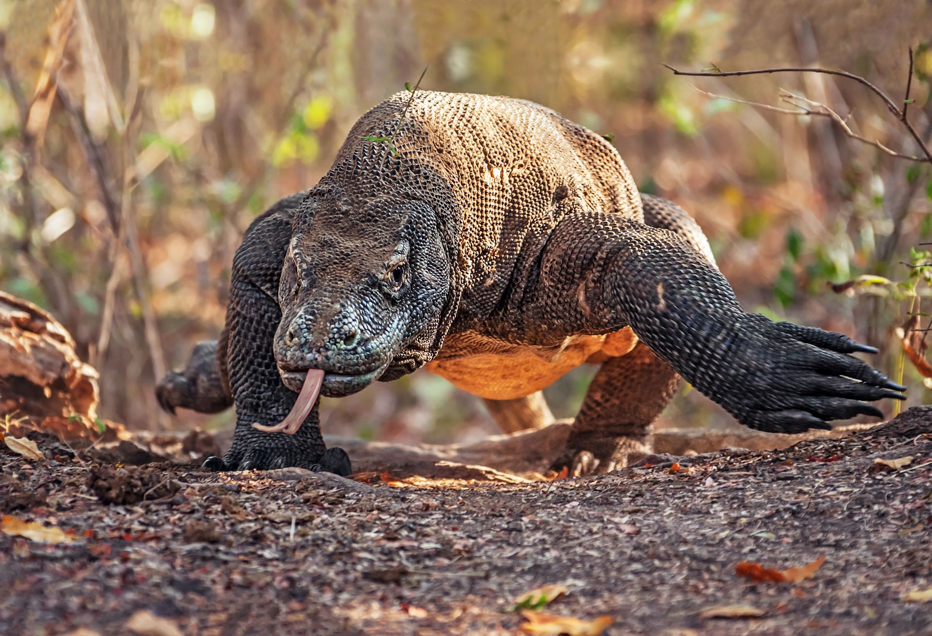 What Do Monitor Lizards Eat Why Is It Called Monitor Lizard what-do-monitor-lizards-eat-why-is-it-called-monitor-lizard