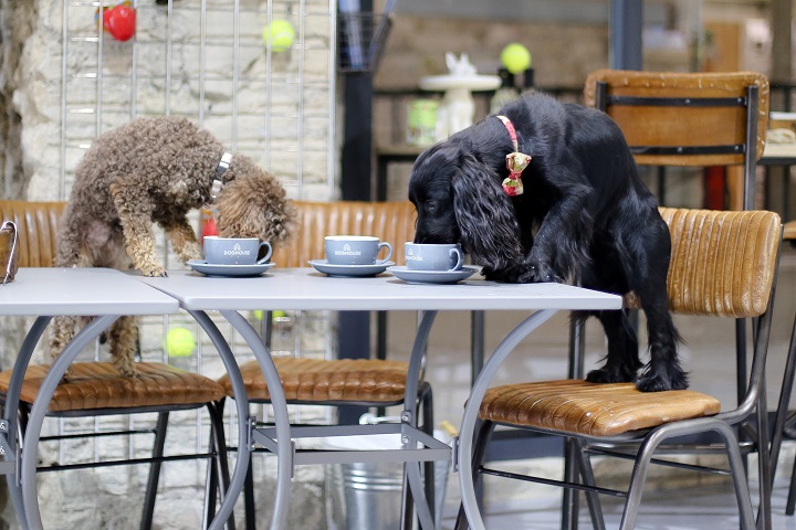 The Best Dog Friendly Cafes