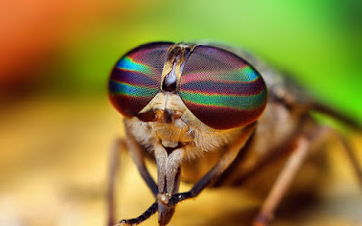 Israel exporta 400 millones de moscas a Europa