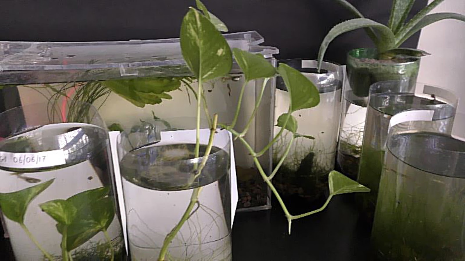 Random Bits Growing Pothos Underwater