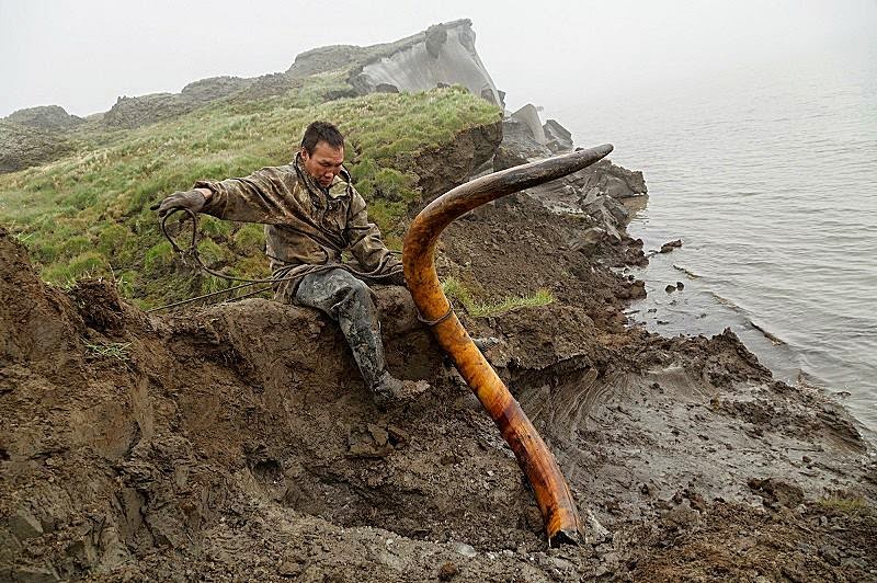 Extraction of Mammoth tusks in Siberia