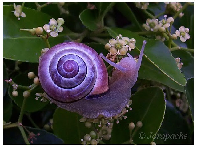 Siput Berwarna Ungu