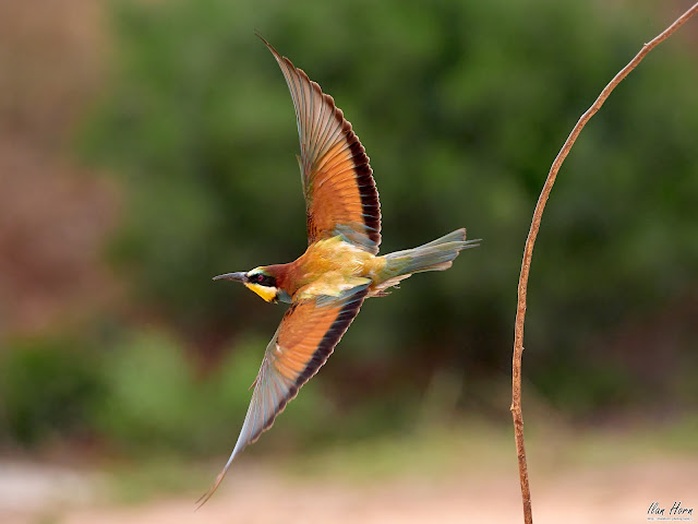 Bee-Eater Spreading Wings