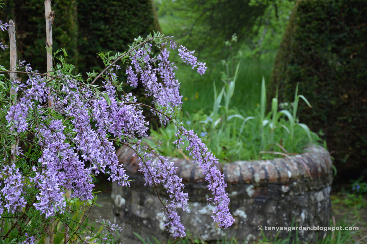 Escallonia Hedge Stock Photos Escallonia Hedge Stock Images Alamy