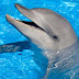 Ο εγκλεισμός των δελφινιών: ένα από τα μεγαλύτερα εγκλήματα της ανθρωπότητας έναντι στα ζώα