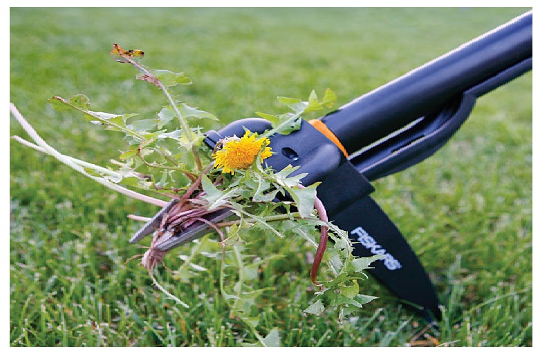 Weeds divert and use vital water and nutrients from your grass or