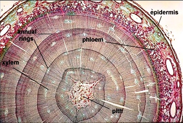 Multiple Choice Questions on Plant Anatomy ~ MCQ Biology - Learning