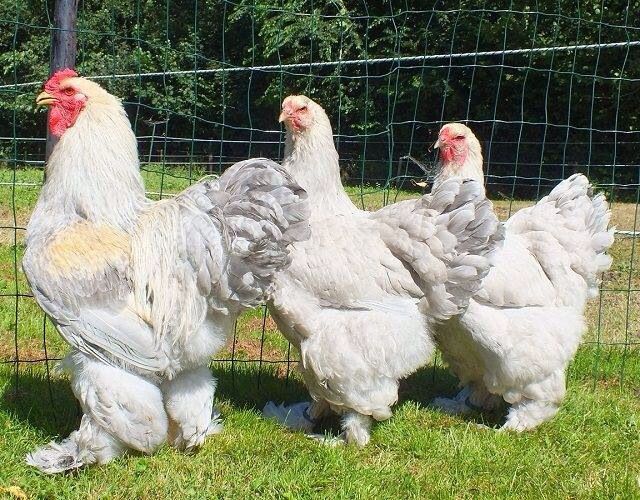 Top 10 Brahma Chicken Coop Plans Ideas Chicken Galleri