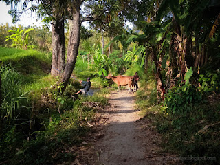 Countryside Scenery Farmers Want To Tie Balinese Cattle At The Tree From The Road In Agricultural Area