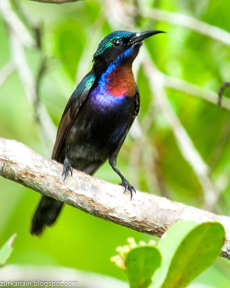Zul Ya Birds of Peninsular Malaysia Copper Throated Sunbird ( Lifer )