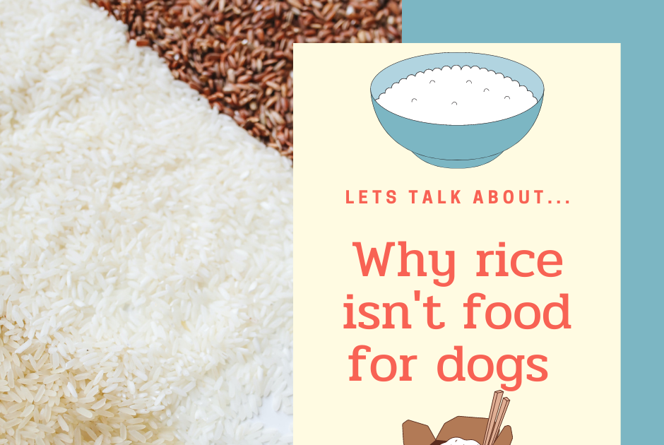 Ottawa Valley Dog Whisperer Rice is not Good for Dogs and Cats