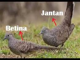 Donload Gambar Burung Perkutut Peternakan Burung Perkutut Yogyakarta