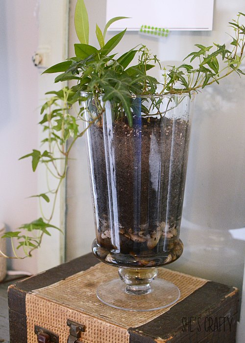 glass jar, ivy, plant, rocks, potting soil