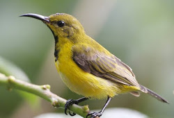 15 Perbedaan Trotol Sogok Ontong Jantan Dan Betina Paling Jelas