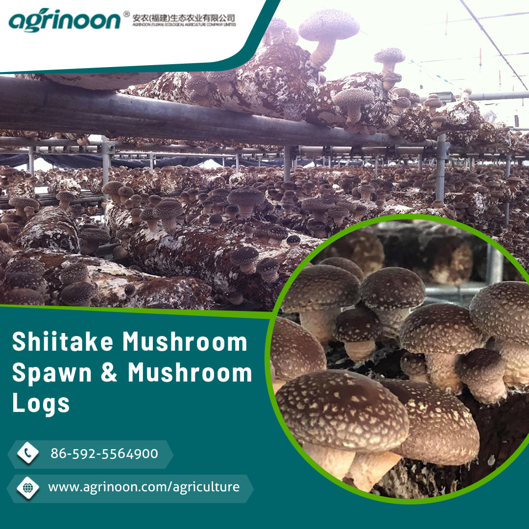 A Guide to Growing Shiitake Mushroom At Home Agrinoon (Fujian