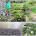 Θεσπρωτία: Εντοπίστηκε φυτεία με 659 δενδρύλλια κάνναβης  και 277 φυτά κάνναβης σε γλάστρες