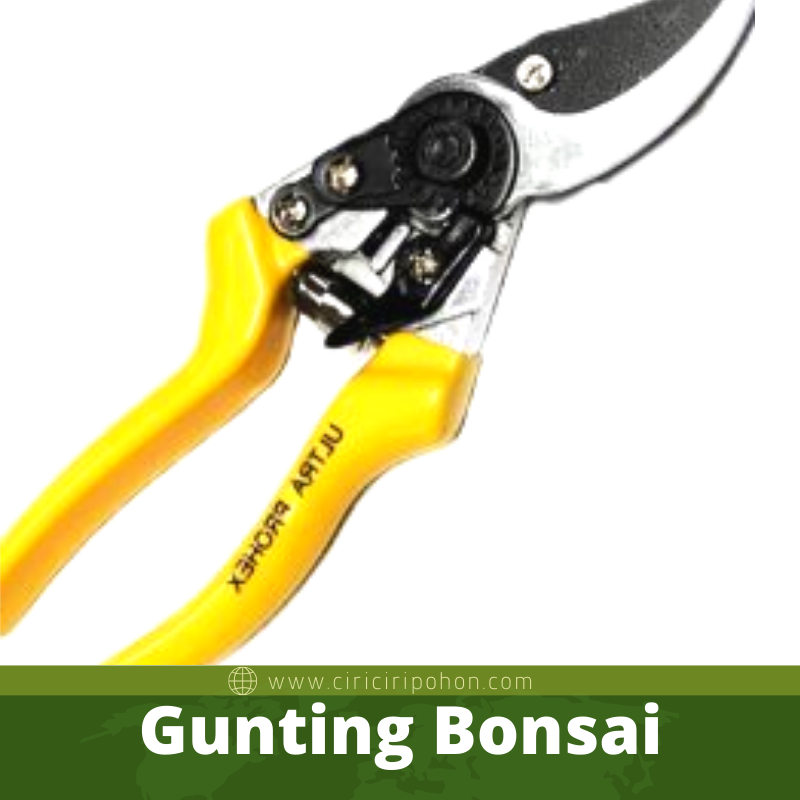 Gunting Bonsai