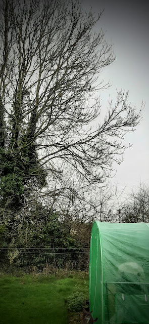 Hungerford allotment