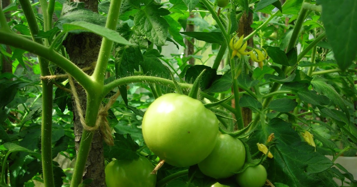 Layekagri Short Note Of Tomato