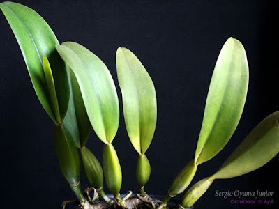 Orquídea de crescimento simpodial