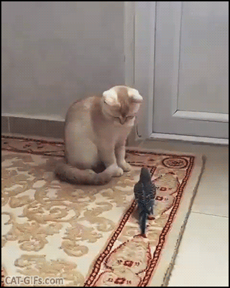 Funny Kitten GIF • Affectionate budgie wants to kiss fearful kitty but fails. “Get away from me, don't touch me!” Funny Kitten GIF • Affectionate budgie wants to kiss fearful kitty but fails. “Get away from me, don't touch me!”