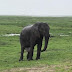 Une éléphante accouche de son bébé sous la pluie. Des touristes ont pu capter toute la scène.