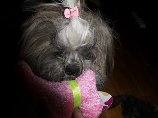 xiwang-petsecret-junio-oreja