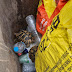Θεσπρωτία:Πέταξαν  ζωντανές χελώνες σε κάδο απορριμμάτων 