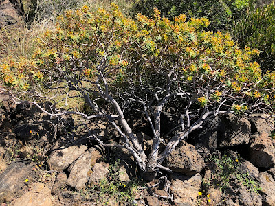Euphorbia dendroides.