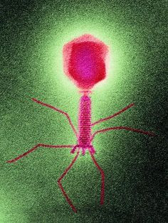 Modern Analysis on Phage or Bacteriophage