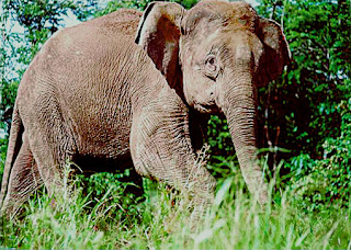 Borneo fili