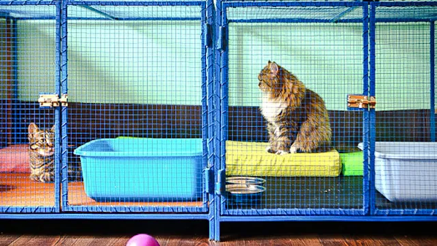 Cat shelter
