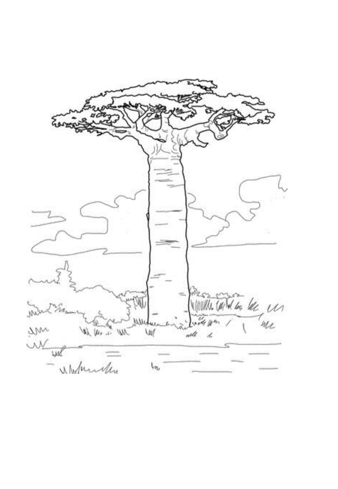 el rincón de infantil LEYENDA DEL BAOBAB