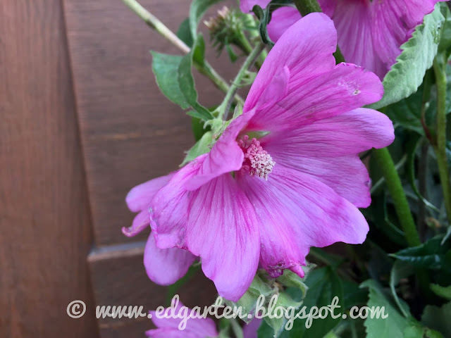 Freitagsblümchen in blau und pink Blühende Malven