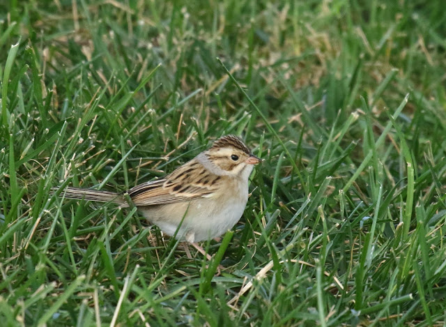 Clay-colored Sparrow in San Diego