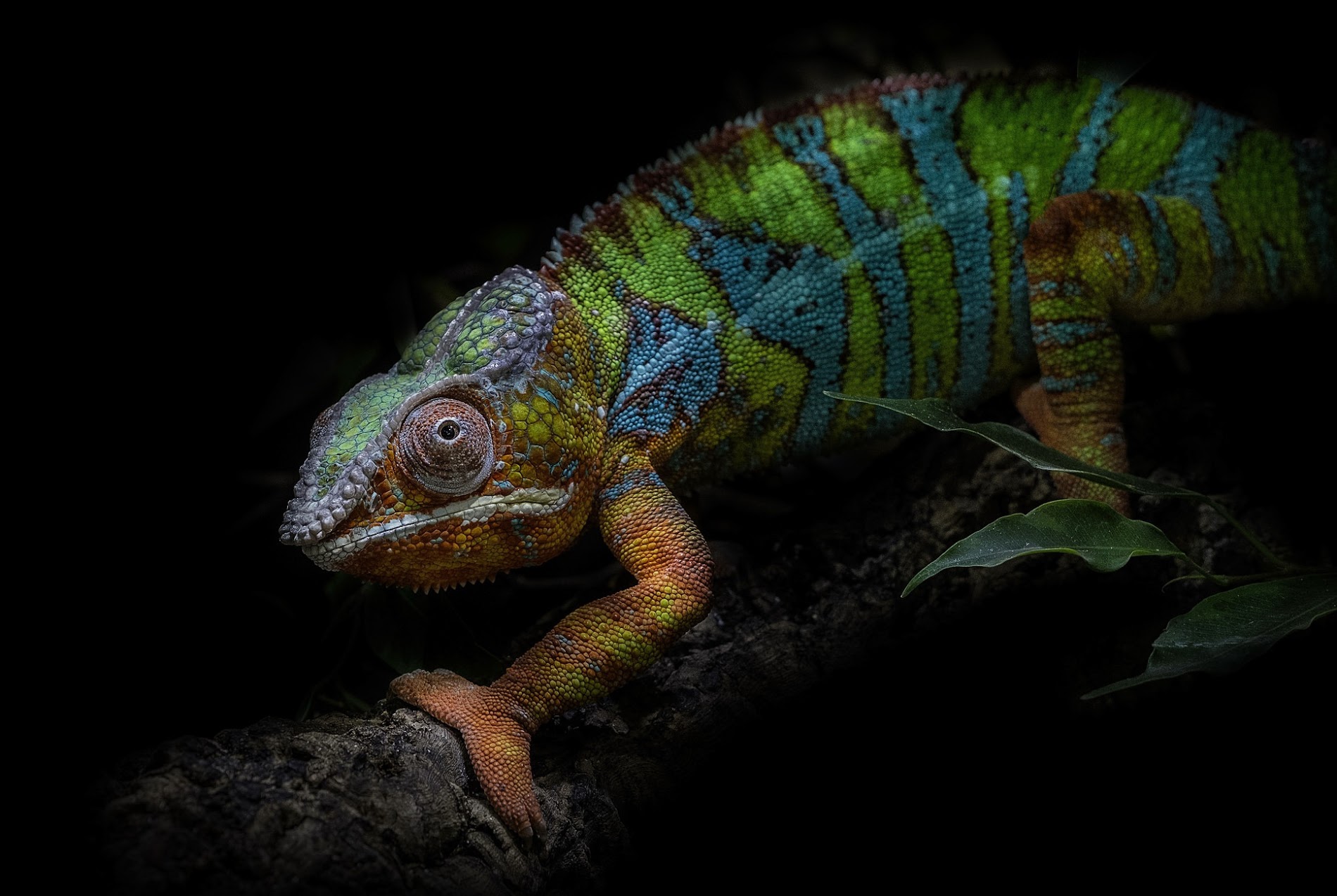 gecko wallpaper gecko wallpaper