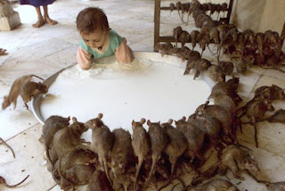 rat temple india