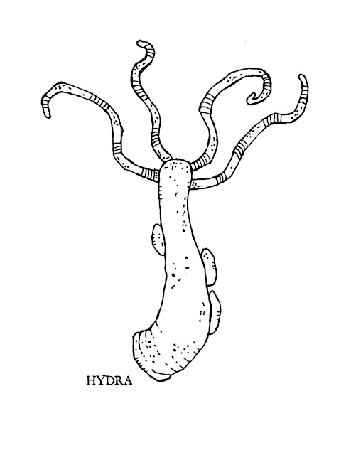 HARTTER: COLORING BOOK STILL AVAILABLE